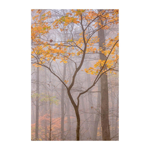 Yellow Maple
