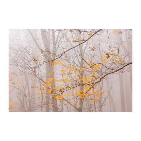 Yellow Maple 2