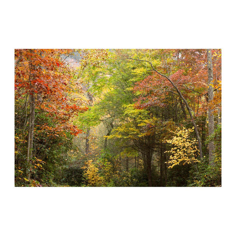 Autumn Highlights